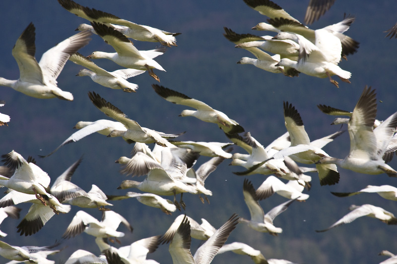 Snow Geese In Flight